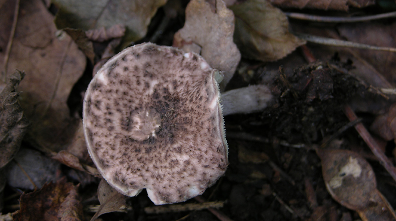 Psathyrella  e Lepiota sp.